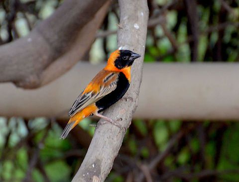Northern red bishop - Euplectes franciscanus Seen in Pairi Daiza, Sep 2016.  Belgium,Euplectes franciscanus,Geotagged,Northern red bishop,Summer