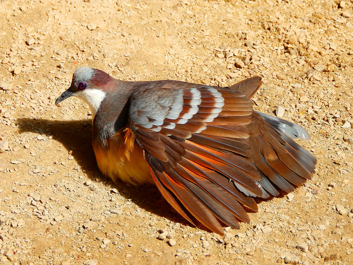 Luzon Bleeding-Heart Pigeon - Gallicolumba luzonica Seen in Pairi Daiza in Aug 2014. Belgium,Gallicolumba luzonica,Geotagged,Luzon Bleeding-Heart Pigeon,Summer
