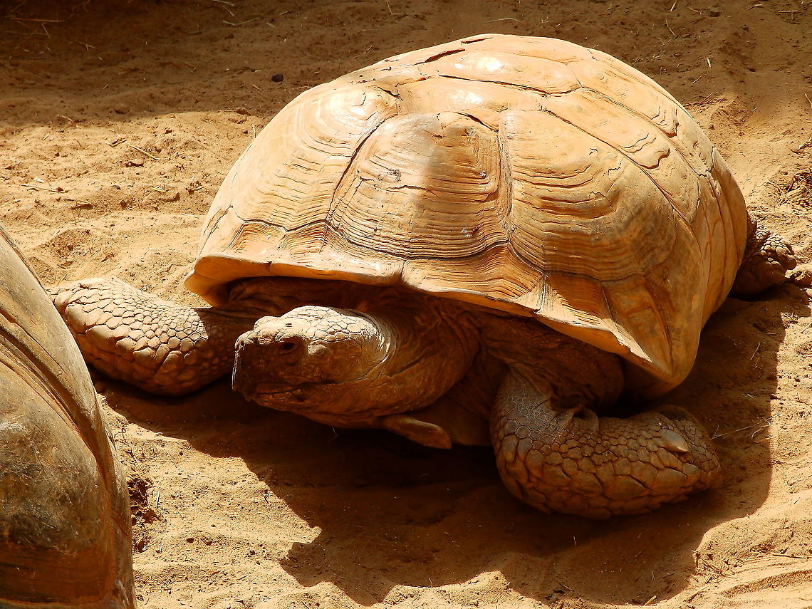 African spurred tortoise - Centrochelys sulcata Seen in Pairi Daiza, Aug 2014. African spurred tortoise,Belgium,Centrochelys sulcata,Geotagged,Summer