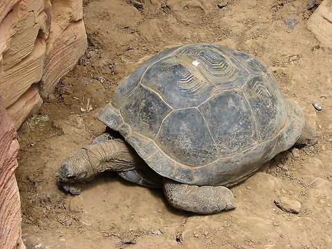 Aldabra giant tortoise - Aldabrachelys gigantea Seen in Pairi Daiza, June 2008. Aldabra giant tortoise,Aldabrachelys gigantea,Belgium,Geotagged,Spring