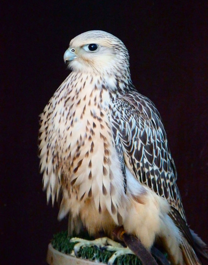 Saker Falcon - Falco cherrug Seen in Pairi Daiza in 2014. Belgium,Falco cherrug,Geotagged,Saker Falcon,Summer