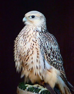 Saker Falcon - Falco cherrug Seen in Pairi Daiza in 2014. Belgium,Falco cherrug,Geotagged,Saker Falcon,Summer