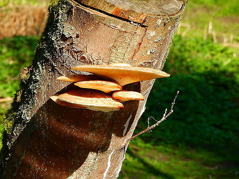Fistulina hepatica Seen in a tree in Pairi Daiza, Aug 2014. Belgium,Fistulina hepatica,Geotagged,Summer