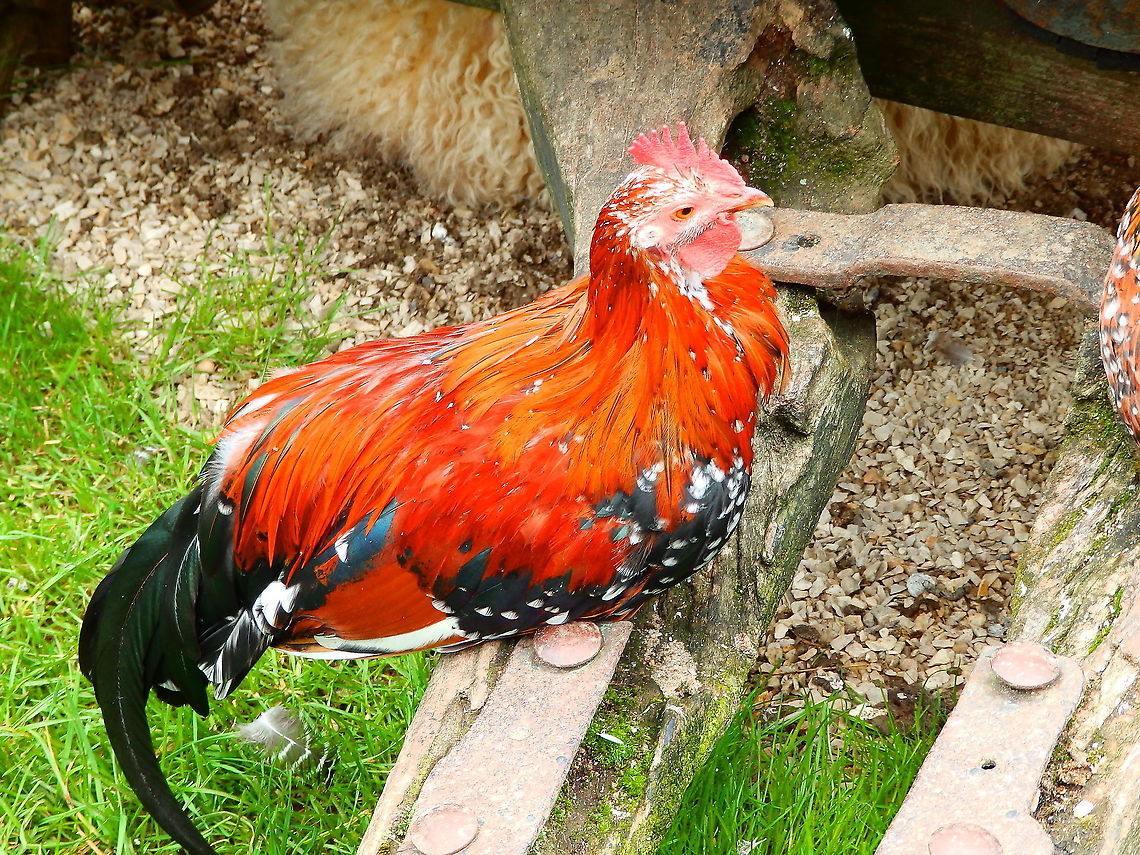 Gallus gallus - in search of breed name Pairi Daiza, 2014. Belgium,Domestic Chicken,Gallus gallus,Gallus gallus var. domesticus,Geotagged,Red junglefowl,Summer