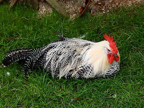 Gallus gallus - in search of breed name Pairi Daiza, 2014.  Belgium,Domestic Chicken,Gallus gallus,Gallus gallus var. domesticus,Geotagged,Red junglefowl,Summer