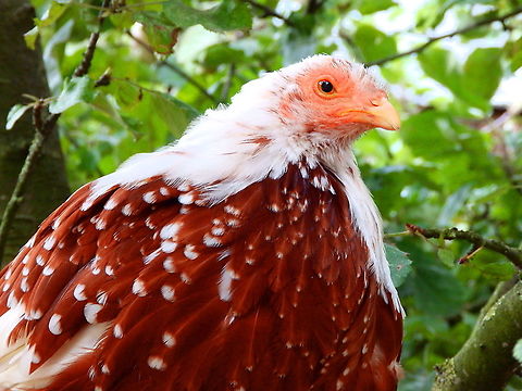 Gallus gallus - in search of breed name Pairi Daiza, Aug 2014. Belgium,Domestic Chicken,Gallus gallus,Gallus gallus var. domesticus,Geotagged,Red junglefowl,Summer