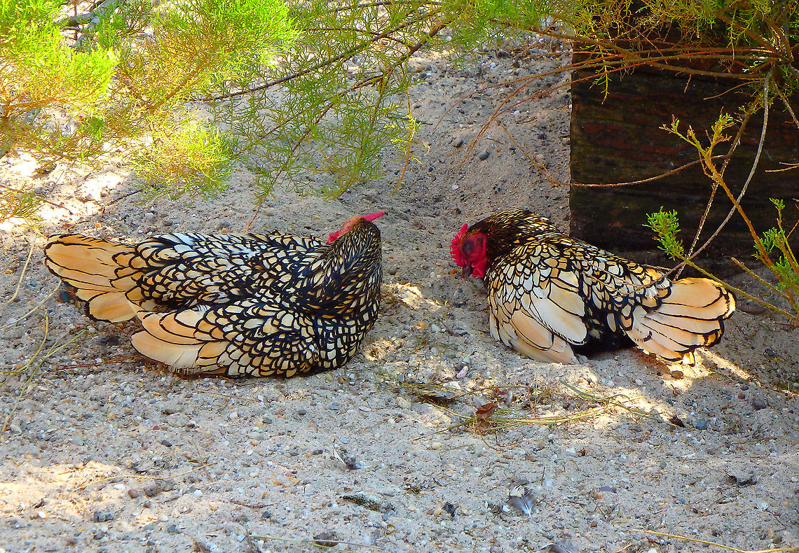 Gallus gallus - Sebright chicken breed Pairi Daiza, Sep 2016. Belgium,Domestic Chicken,Gallus gallus,Gallus gallus var. domesticus,Geotagged,Summer