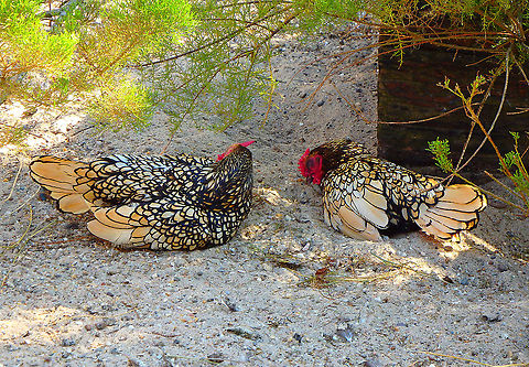 Gallus gallus - Sebright chicken breed Pairi Daiza, Sep 2016. Belgium,Domestic Chicken,Gallus gallus,Gallus gallus var. domesticus,Geotagged,Summer