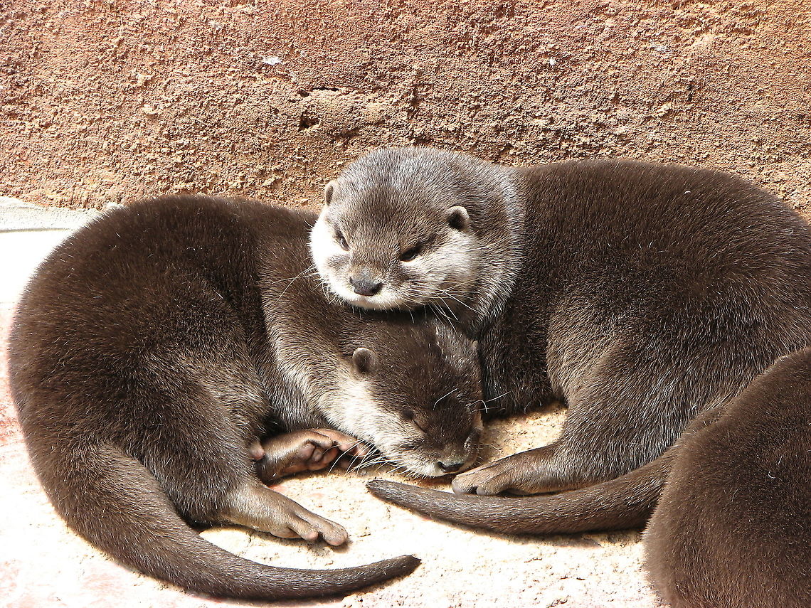 Asian small-clawed otter - Aonyx cinereus Pairi Daiza, June 2008. Aonyx cinerea,Aonyx cinereus,Asian small-clawed otter,Belgium,Geotagged,Oriental small-clawed otter,Spring