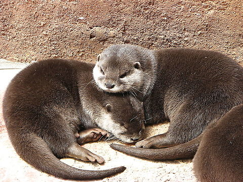 Asian small-clawed otter - Aonyx cinereus Pairi Daiza, June 2008. Aonyx cinerea,Aonyx cinereus,Asian small-clawed otter,Belgium,Geotagged,Oriental small-clawed otter,Spring