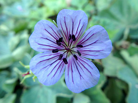 Geranium pratense Part of wild flora in the parks of Pairi Daiza, seen in Sep 2016. Belgium,Geotagged,Geranium Pratence,Geranium pratense,Summer
