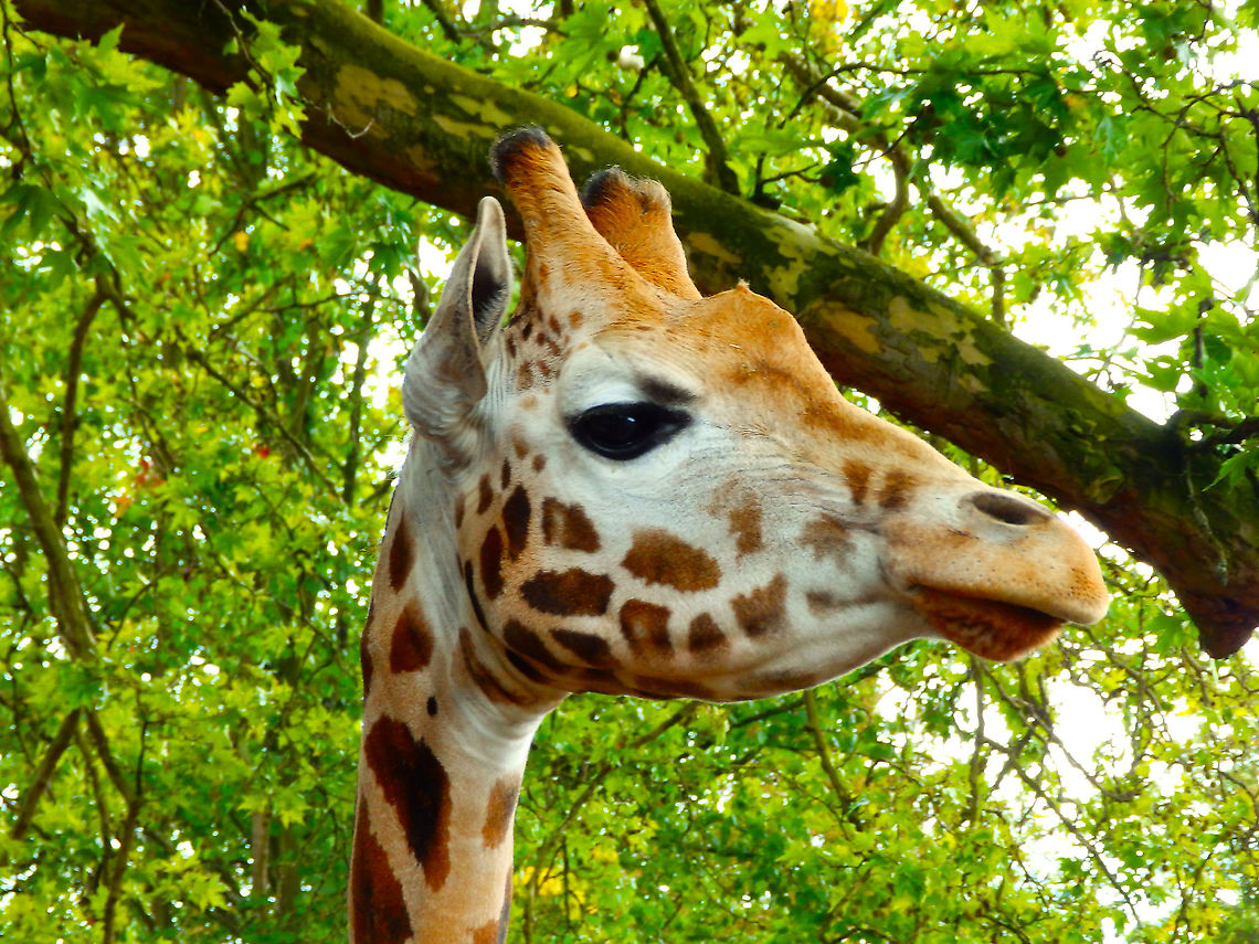 Northern Giraffe - Giraffa camelopardalis I hope she was not too angry for me taking her picture as it looks like so :-)<br />
Pairi Daiza, Aug 2014. Belgium,Geotagged,Giraffa camelopardalis,Northern Giraffe,Summer