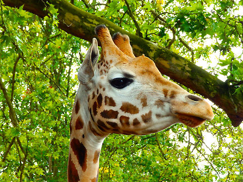 Northern Giraffe - Giraffa camelopardalis I hope she was not too angry for me taking her picture as it looks like so :-)
Pairi Daiza, Aug 2014. Belgium,Geotagged,Giraffa camelopardalis,Northern Giraffe,Summer