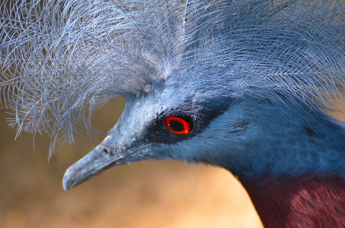 Scheepmaker's crowned pigeon - Goura scheepmakeri Pairi Daiza, Sep 2016. Belgium,Geotagged,Goura scheepmakeri,Scheepmakers crowned pigeon,Summer