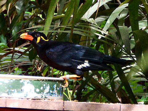 Common Hill Myna - Gracula religiosa Pairi Daiza, Aug 2014. Belgium,Common Hill Myna,Geotagged,Gracula  religiosa,Summer