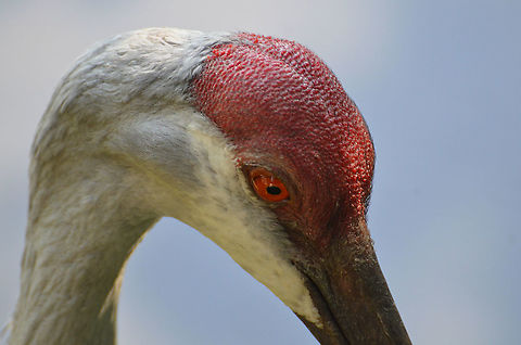 Sandhill Crane - Antigone/Grus canadensis PairiDaiza, Sep 2016. Antigone canadensis,Belgium,Geotagged,Sandhill Crane,Summer