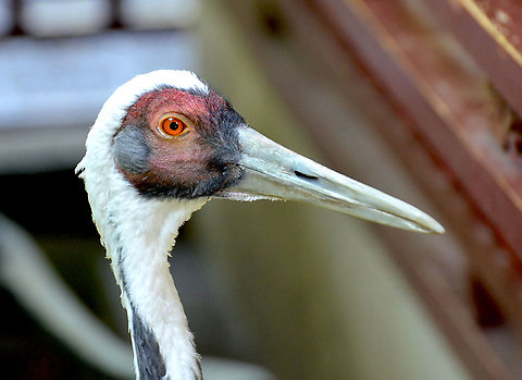 White-naped Crane - Grus vipio Pairi Daiza, Sep 2016. Belgium,Geotagged,Grus vipio,Summer,White-naped Crane