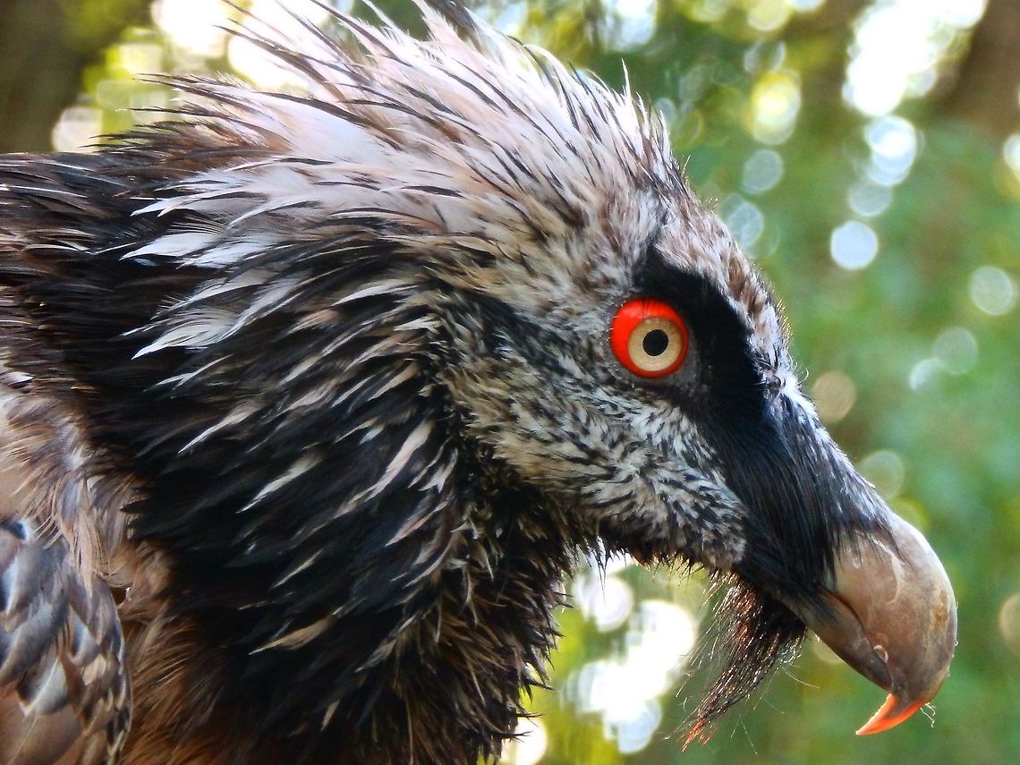 Bearded Vulture - Gypaetus barbatus Pairi Daiza, Aug 2014.   Bearded Vulture,Belgium,Geotagged,Gypaetus barbatus,Summer