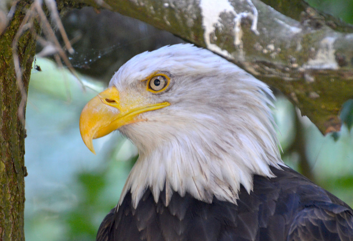 Bald Eagle - Haliaeetus leucocephalus Pairi Daiza, Sep 2016. Bald Eagle,Belgium,Geotagged,Haliaeetus leucocephalus,Summer