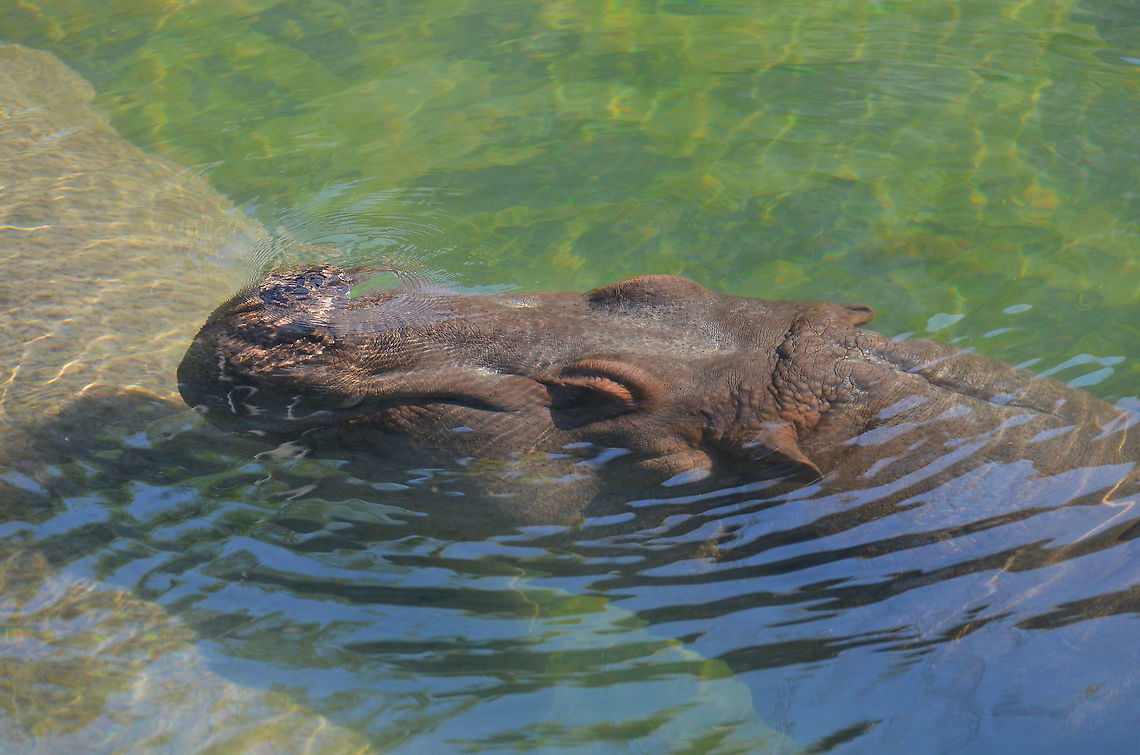 Hippopotamus - Hippopotamus amphibius Pairi Daiza Sep 2016. Belgium,Geotagged,Hippopotamus,Hippopotamus amphibius,Summer