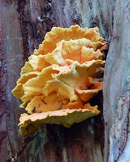 Chicken of the Woods - Laetiporus sulphureus Also seen in dead wood in Pairi Daiza, Aug 2014. Belgium,Chicken of the Woods,Geotagged,Laetiporus sulphureus,Summer