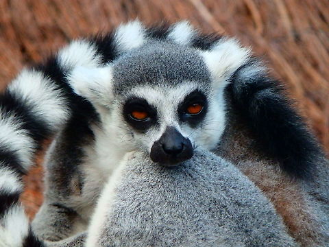 Ring-tailed lemur - Lemur catta Pairi Daiza, Aug 2014. Belgium,Geotagged,Lemur catta,Ring-tailed lemur,Summer