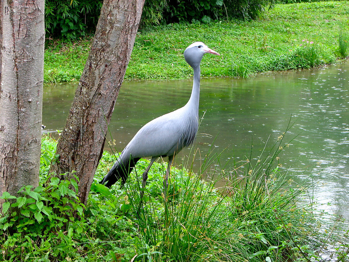 Blue Crane - Anthropoides paradiseus Pairi Daiza, June 2008.<br />
Interesting facts: It is an emblematic bird of South Africa as it is endemic from this land. They are revered by the Zulu and Xhosa tribes and there is a apparently a strict hierarchy relation to which members of the tribe can wear certain feathers of this bird. The bird also has a spectacular courtship involving not only dancing and pirouetting but also the couple running together with the female on the lead. Anthropoides paradiseus,Belgium,Blue Crane,Geotagged,Spring