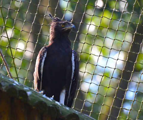 Long-crested Eagle - Lophaetus occipitalis PairiDaiza, Sep 2016.  Belgium,Geotagged,Long-crested Eagle,Lophaetus occipitalis,Summer