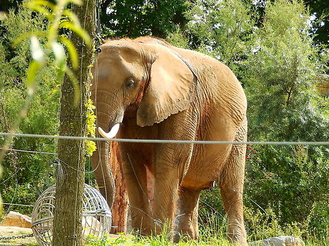 African bush elephant - Loxodonta africana Pairi dAIZA, Aug 2014. African bush elephant,Belgium,Geotagged,Loxodonta africana,Summer