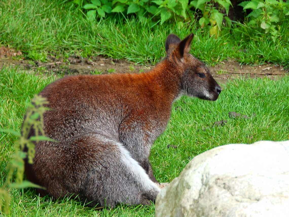 Red-necked wallaby - Macropus_rufogriseus Pairi Daiza, Aug 2014. Belgium,Geotagged,Macropus rufogriseus,Red-necked wallaby orBennetts wallaby,Summer