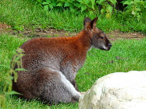 Red-necked wallaby - Macropus_rufogriseus Pairi Daiza, Aug 2014. Belgium,Geotagged,Macropus rufogriseus,Red-necked wallaby orBennetts wallaby,Summer