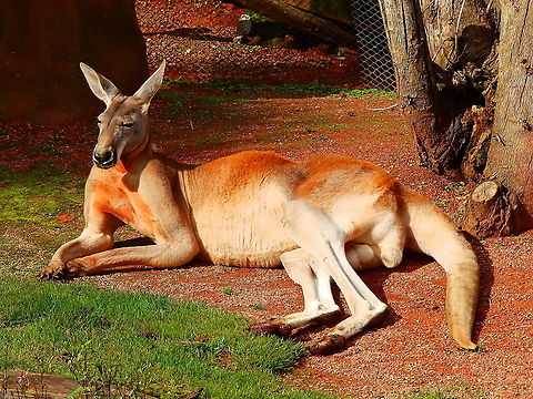 Red kangaroo - Macropus rufus Pairi Daiza, Aug 2014. Belgium,Geotagged,Macropus rufus,Red kangaroo,Summer