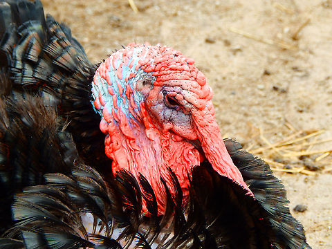 Wild turkey - Meleagris gallopavo Pairi Daiza, Aug 2014. Belgium,Geotagged,Meleagris gallopavo,Summer,Wild turkey
