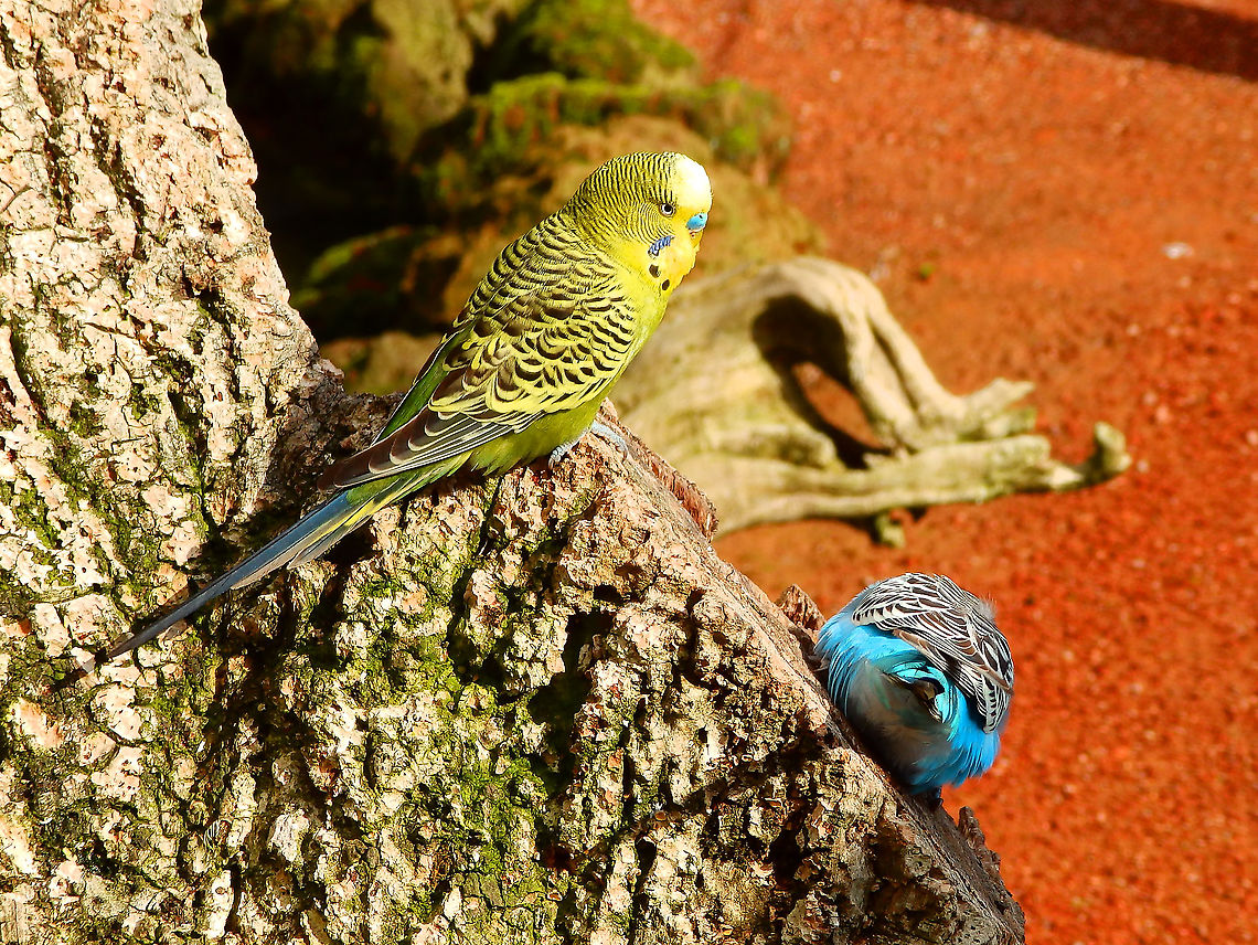 Budgerigar - Melopsittacus undulatus Pairi Daiza, Aug 2014. Belgium,Budgerigar,Geotagged,Melopsittacus undulatus,Summer
