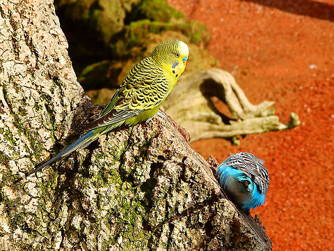 Budgerigar - Melopsittacus undulatus Pairi Daiza, Aug 2014. Belgium,Budgerigar,Geotagged,Melopsittacus undulatus,Summer