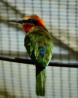 White-fronted Bee-Eater - Merops bullockoides Pairi Daiza, Sep 2016. Belgium,Geotagged,Merops bullockoides,Summer,White-fronted Bee-Eater