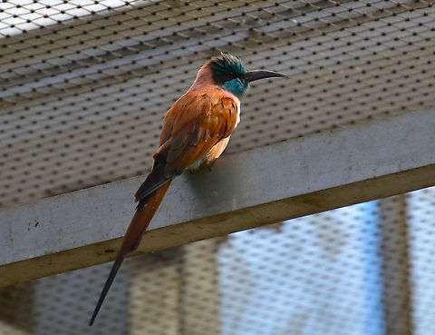 Northern Carmine Bee-eater - Merops nubicus Pairi Daiza, Sep 2016. Belgium,Geotagged,Merops nubicus,Northern Carmine Bee-eater,Summer