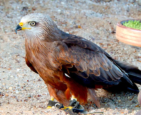 Red kite - Milvus milvus Pairi Daiza, Aug 2014. Belgium,Geotagged,Milvus milvus,Red kite,Summer