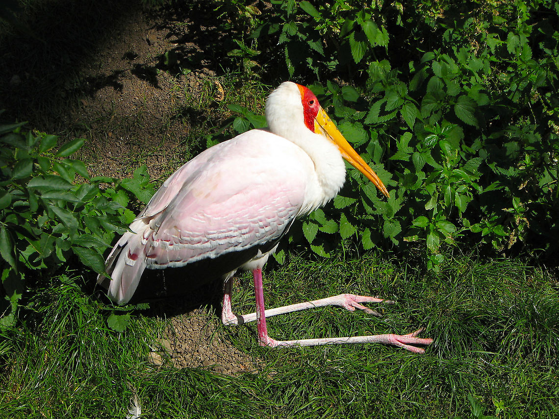 Yellow-billed stork - Mycteria ibis Pairi Daiza, Aug 2009.<br />
Interesting fact: what seems to be a knee bending backwards is in fact an ankle in birds! Belgium,Geotagged,Mycteria ibis,Summer,Yellow-billed stork