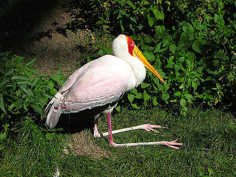 Yellow-billed stork - Mycteria ibis Pairi Daiza, Aug 2009.
Interesting fact: what seems to be a knee bending backwards is in fact an ankle in birds! Belgium,Geotagged,Mycteria ibis,Summer,Yellow-billed stork