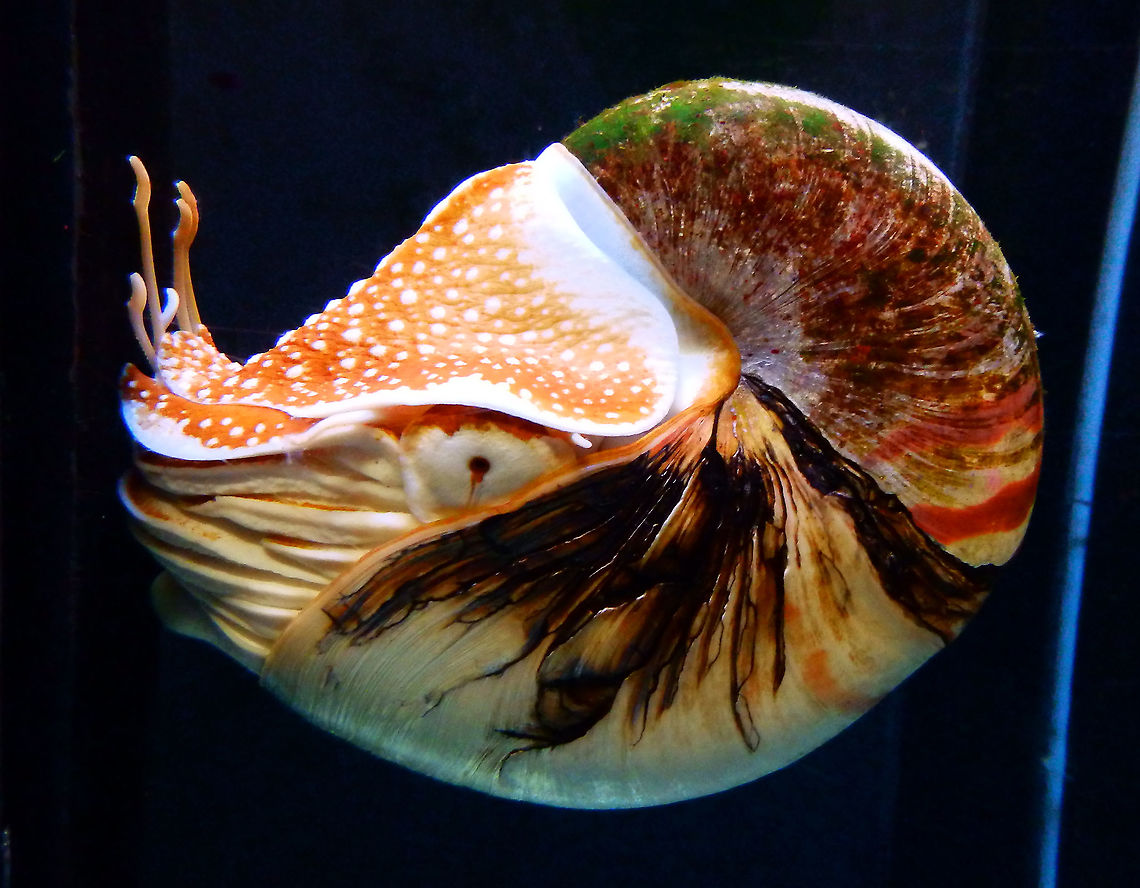 Chambered nautilus - Nautilus pompilius Pairi Daiza, Aug 2014. Belgium,Chambered nautilus,Geotagged,Nautilus pompilius,Summer