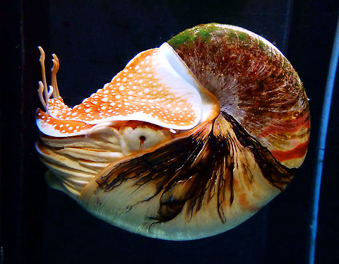 Chambered nautilus - Nautilus pompilius Pairi Daiza, Aug 2014. Belgium,Chambered nautilus,Geotagged,Nautilus pompilius,Summer