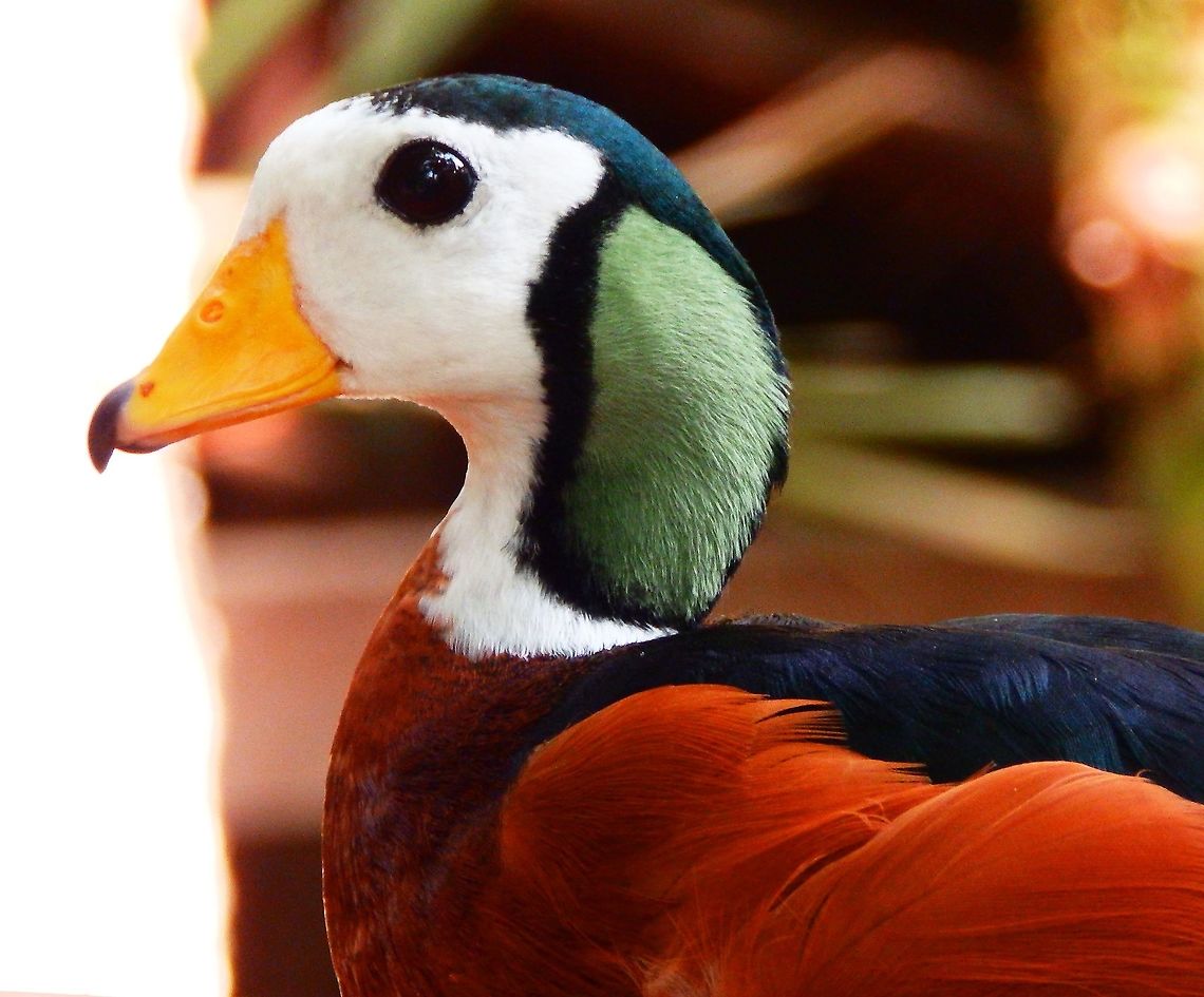 African pygmy goose - Nettapus auritus Pairi Daiza, Aug 2014.     <br />
Females here:<br />
<figure class="photo"><a href="https://www.jungledragon.com/image/127018/african_pygmy_goose_-_nettapus_auritus_females.html" title="African pygmy goose - Nettapus auritus, females"><img src="https://s3.amazonaws.com/media.jungledragon.com/images/2298/127018_thumb.jpg?AWSAccessKeyId=05GMT0V3GWVNE7GGM1R2&Expires=1767225610&Signature=DHOiiJYaF1NUV51RrKf3tBsbO04%3D" width="200" height="150" alt="African pygmy goose - Nettapus auritus, females Pairi daiza, June 2008.<br />
Gorgeous male is here:<br />
https://www.jungledragon.com/image/127007/african_pygmy_goose_-_nettapus_auritus.html<br />
Interesting facts: these ducks are alike the Egyptian Goose in the sense that they can perch on tree branches and also nest in high places. Apparently their nest is one of the most elaborate within the ducks world. African pygmy goose,Belgium,Geotagged,Nettapus auritus,Spring" /></a></figure> African pygmy goose,Belgium,Geotagged,Nettapus auritus,Summer