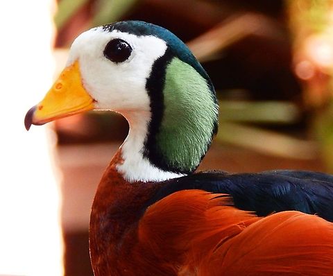 African pygmy goose - Nettapus auritus Pairi Daiza, Aug 2014.     
Females here:
https://www.jungledragon.com/image/127018/african_pygmy_goose_-_nettapus_auritus_females.html African pygmy goose,Belgium,Geotagged,Nettapus auritus,Summer