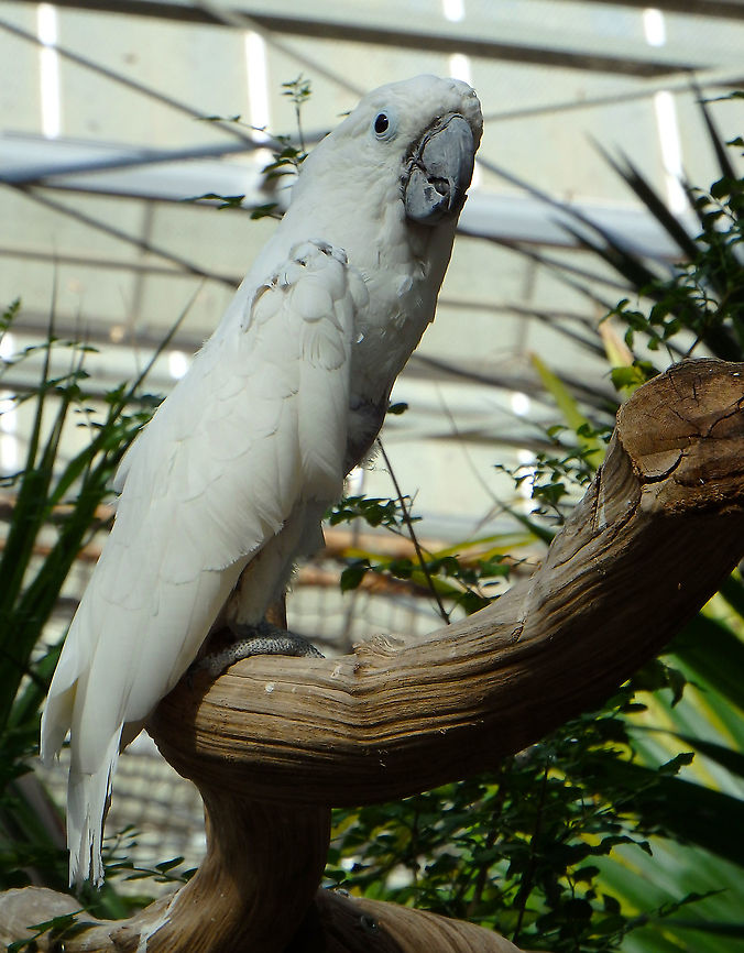 White Cockatoo - Cacatua alba Pairi Daiza, Sep 2016. Belgium,Cacatua alba,Cacatua moluccensis,Geotagged,Summer,White Cockatoo