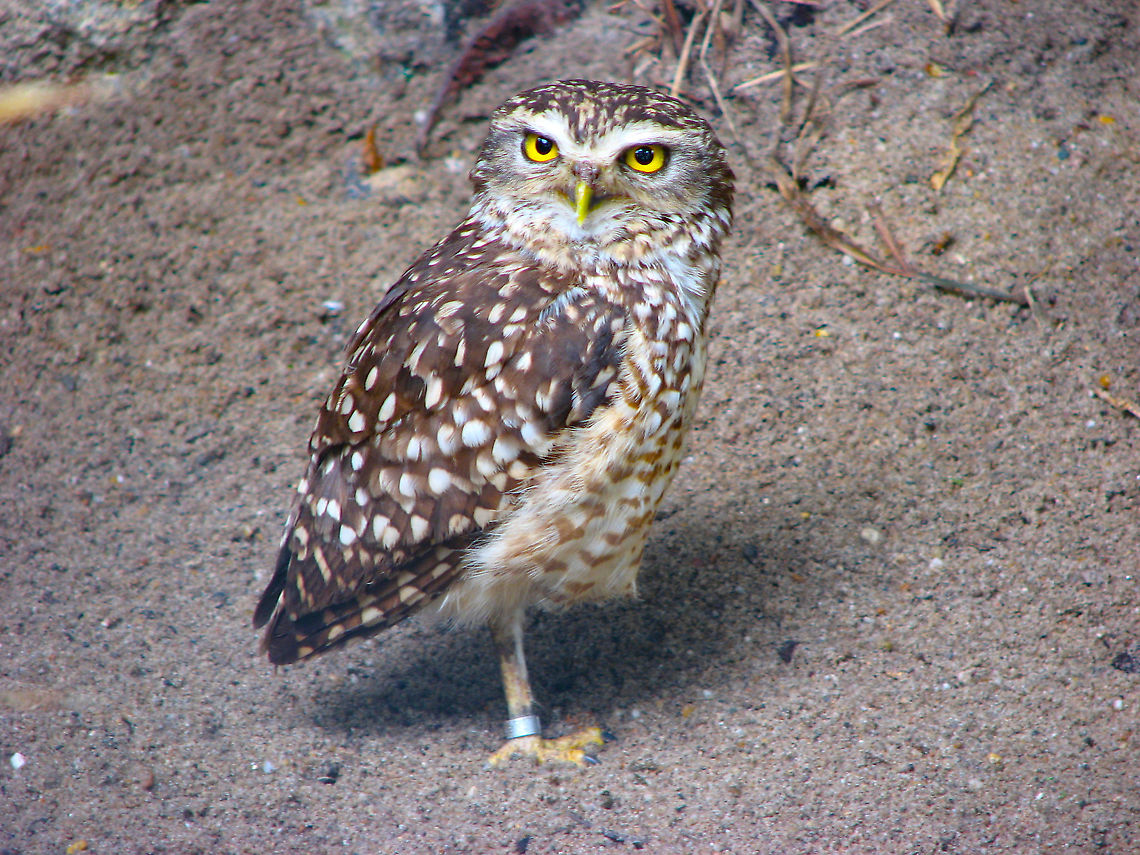 Little Owl  - Athene noctua Pairir Daiza, June 2008. Athene noctua,Belgium,Geotagged,Little  Owl,Spring