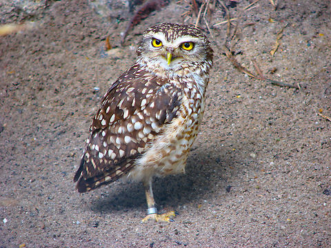 Little Owl  - Athene noctua Pairir Daiza, June 2008. Athene noctua,Belgium,Geotagged,Little  Owl,Spring