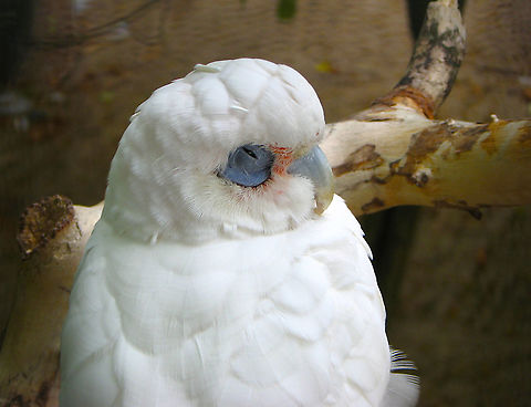 Little Corella - Cacatua sanguinea Pairi Daiza, June 2008. Belgium,Cacatua sanguinea,Geotagged,Little Corella,Spring