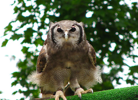 Verreaux's eagle-owl - Bubo lacteus Pairi Daiza, June 2008. Belgium,Bubo lacteus,Geotagged,Spring,Verreaux's eagle-owl