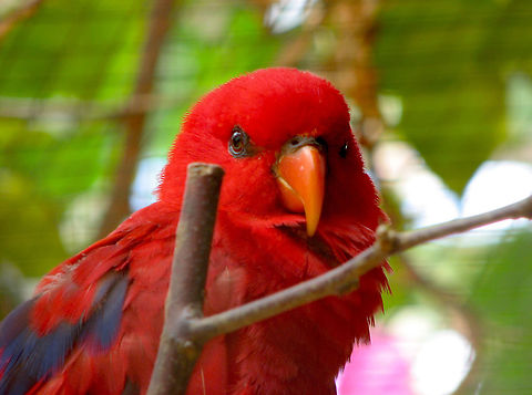 Red Lory - Eos bornea Pairi Daiza, June 2008. Belgium,Eos bornea or Eos rubra,Geotagged,Red Lory,Spring